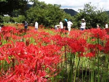 ひがん花1