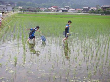 田んぼの生き物調査