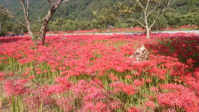 一面に咲くひがん花