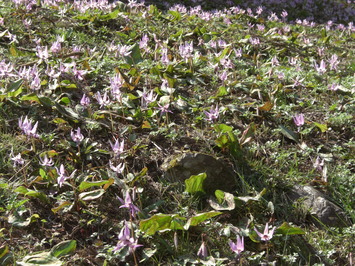 カタクリの花一面