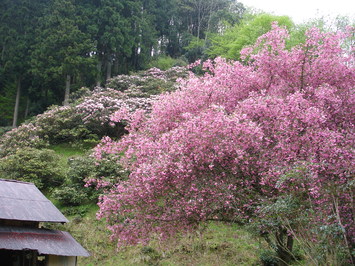 季節の花