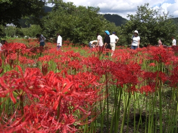 ひがん花