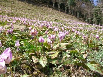 カタクリの花