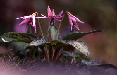 かたくりの花