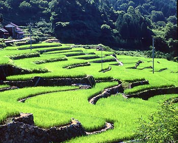 大井谷棚田